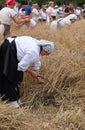 Peasant woman harvesting wheat