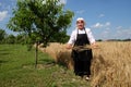 Peasant woman harvesting wheat with scythe