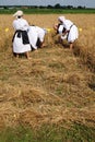 Peasant woman harvesting wheat with scythe