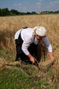 Peasant woman harvesting wheat with scythe