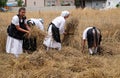 Peasant woman harvesting wheat