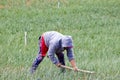 Peasant woman working on a green onion field at the Boyaca Department in Colombia