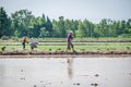 Peasant woman working in rice fields