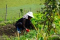 A peasant woman working in the rice fields of Yunnan, China.