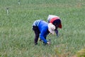 Peasant women working on a field at the Boyaca Department in Colombia