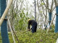 A peasant worker bending over to grow flowers