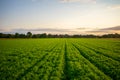 Peasantry with harvested carrots field at evening light.