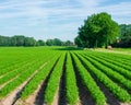 Peasantry with juicy carrot field.