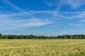 Peasantry with a summer wheat field