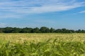 Peasantry with wheat field.