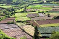 Peasants in vegetable gardens in India