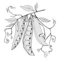 1262 pease, branch with peas and leaves in gray colors, vector illustration, isolate on a white background