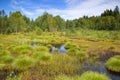 Peat bog BorkovickÃÂ¡ blata in the National park ÃÂ umava, Czechia