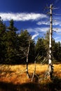 Peat-bog in Giant mountains Royalty Free Stock Photo