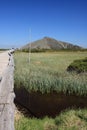 Peat bog at Giant mountains Royalty Free Stock Photo