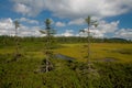 Peat-bog Royalty Free Stock Photo
