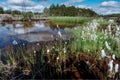 Peat-bog with natural looking cotton grass