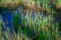 A PEAT BOG IN A REMOTE FOREST.A FRAGMENT OF THE SURFACE OF A PEAT BOG OVERGROWN WITH GRASS AND FLOATING DUCKWEED