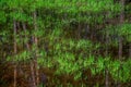 A PEAT BOG IN A REMOTE FOREST.A FRAGMENT OF THE SURFACE OF A PEAT BOG OVERGROWN WITH GRASS AND FLOATING DUCKWEED