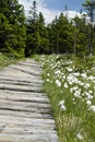 Peat bogs in Jesenik Mountains