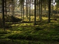 The peat covered spruce forest bed Royalty Free Stock Photo
