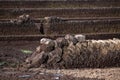 Peat extraction, turf blocks piled up to dry, industrial nature Royalty Free Stock Photo