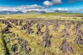 Peat field Royalty Free Stock Photo