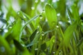 Peat growing cover of green lawn and wet grass with dew drops. Royalty Free Stock Photo