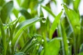 Peat growing cover of green lawn, wet grass with water drops. Royalty Free Stock Photo