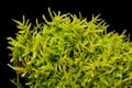 Peat moss, sphagnum moss, close-up, from above, on black background Royalty Free Stock Photo