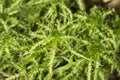 Peat moss gametophytes on moist soil at Belding Preserve, Connecticut.