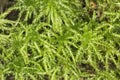 Peat moss gametophytes on moist soil at Belding Preserve, Connecticut.