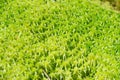 Peat moss, green sphagnum swamp moss, close-up photo. Natural abstract texture