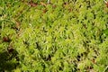 Peat moss Royalty Free Stock Photo