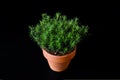 Peat moss Polytrichum Commune in small ceramic flower pot on black background