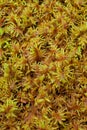 Peat Moss (Sphagnum) Royalty Free Stock Photo