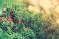 Peat Moss Sphagnum in the forest background Royalty Free Stock Photo