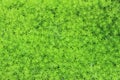 Peat moss or Sphagnum Moss Royalty Free Stock Photo