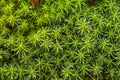 Peat moss Sphagnum palustre, Sphagnum, or peat-moss Girgenzona Sphagnum girgensohnii Russ, macro Royalty Free Stock Photo