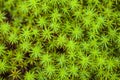 Peat moss Sphagnum palustre, macro Royalty Free Stock Photo