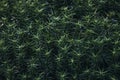 peat moss & x28;Sphagnum palustre& x29;, Sphagnum, or peat-moss Girgenzona & x28;Sphagnum girgensohnii Russ& x29;, macro Royalty Free Stock Photo