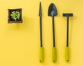 Peat pot with basil seedlings. Small tools for a home garden, rake and shovels