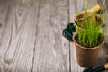 Peat pot with herbs and tools for gardening on a wooden table Royalty Free Stock Photo