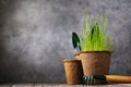 Peat pot with plant and tools for gardening on a wooden table Royalty Free Stock Photo