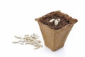 Peat pots for seedlings Royalty Free Stock Photo