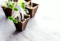 Peat pots with young seedlings Cucumber Tomato Basil seedlings Horizontal photo Copy space Royalty Free Stock Photo