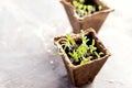 Peat pots with young seedlings Tomato Basil seedlings Horizontal photo Copy space Royalty Free Stock Photo