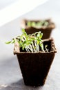 Peat pots with young seedlings Tomato Basil seedlings Vertical photo Copy space Royalty Free Stock Photo
