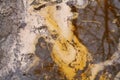 Peat sediments in the sandy bottom of spring Creek. soil. the bottom of clear Creek the floodplain of river abstraction background