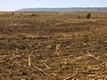 Peat soil as a background. Dirt texture as background